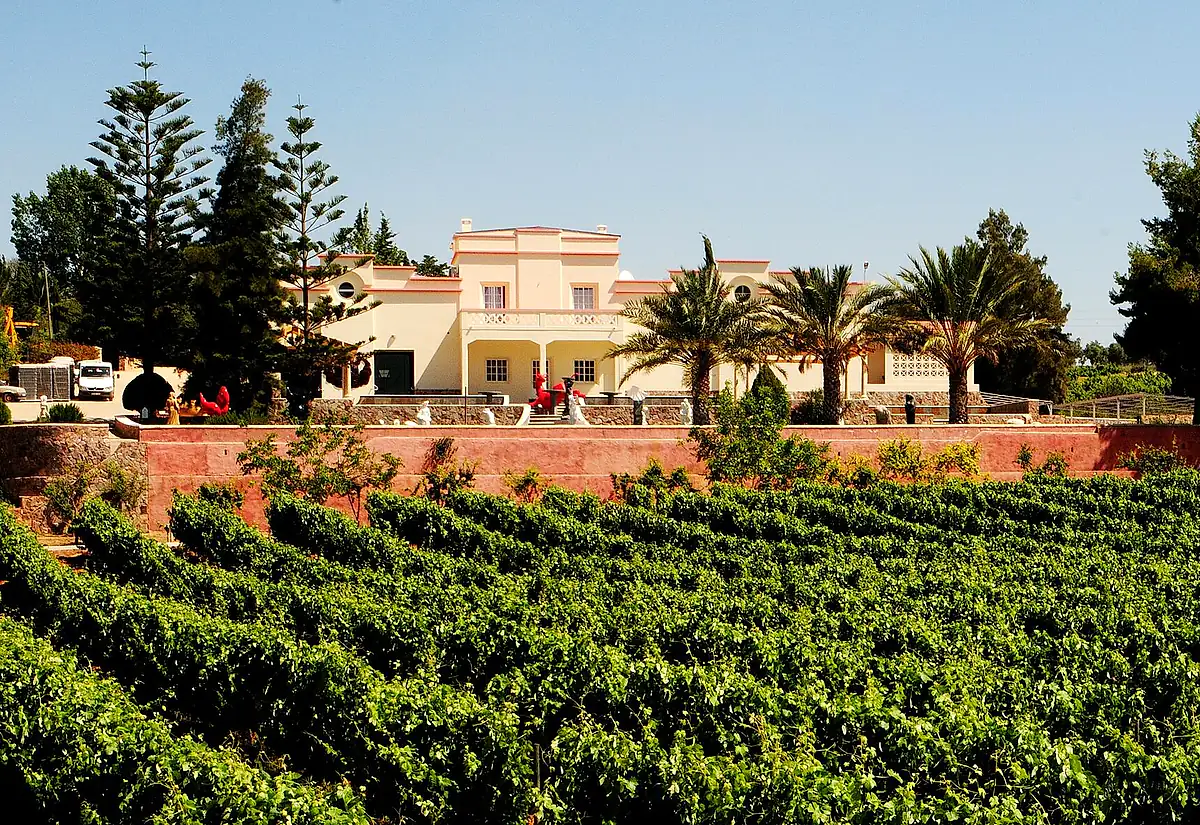Rows of vines at an Algarve wine estate